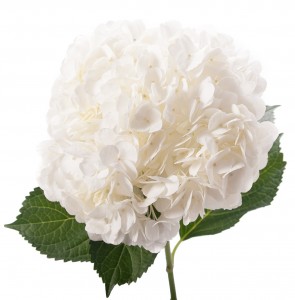 PHOTO: wild-flower.info