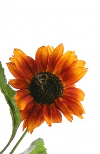 PHOTO: SUNFLOWER