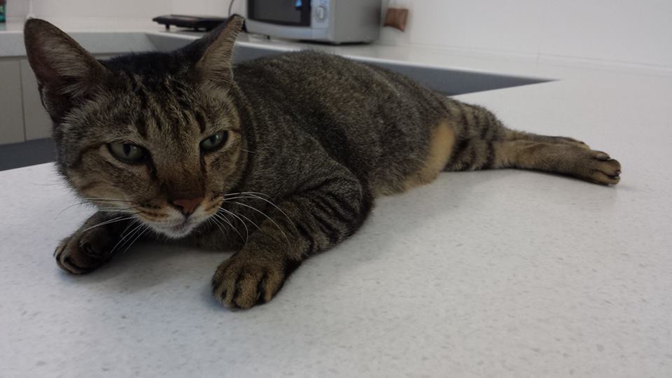 CONSTANT PRESENCE: Georgie was a frequent sight around Hall 13. PHOTO: TAN JUN KIANG