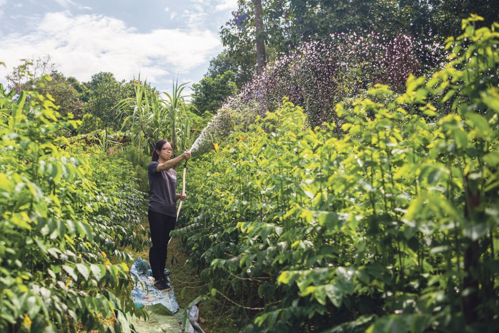 GARDENING: Stephany, 25, NTU SPMS student, helps out with the gardening to ease the manpower shortage in the Herb Garden. PHOTO: ZHENG JUNCEN
