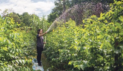 GARDENING: Stephany, 25, NTU SPMS student, helps out with the gardening to ease the manpower shortage in the Herb Garden. PHOTO: ZHENG JUNCEN