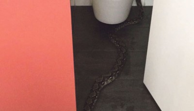 Last month, a 2-metre-long reticulated python was spotted in a Hall of Residence 15 toilet. PHOTO: LUCAS LEONG