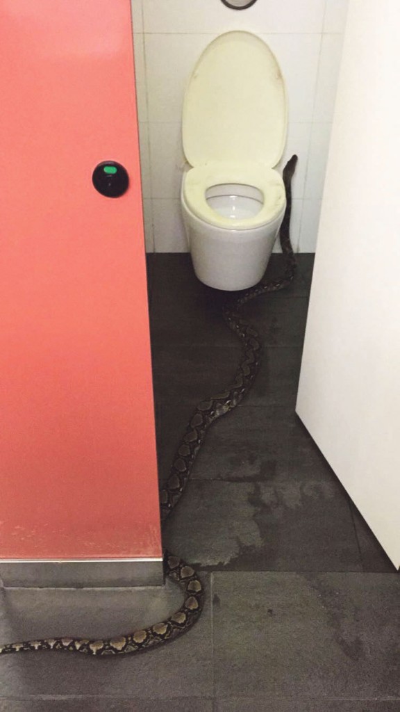 Last month, a 2-metre-long reticulated python was spotted in a Hall of Residence 15 toilet. PHOTO: LUCAS LEONG