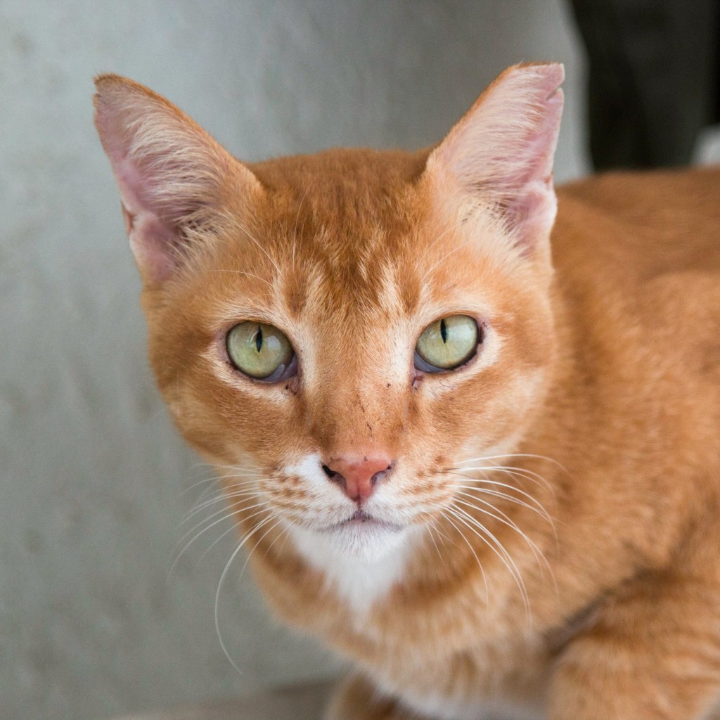 TEAM MARMALADE OR TEAM GINGER?: Residents of Hall 13 and the members of NTU's Cat Management Network could not agree on a single name to call the orange tabby that wanders the area between Halls of Residence 13 and 14. PHOTO: CMN