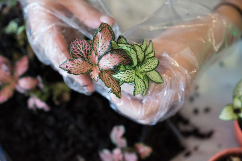 Designing and maintaining a successful terrarium requires the careful selection of compatible plants.